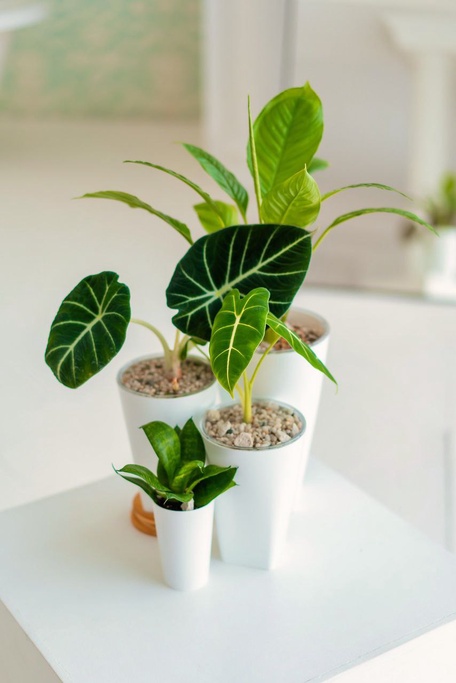 Озеленение помещений