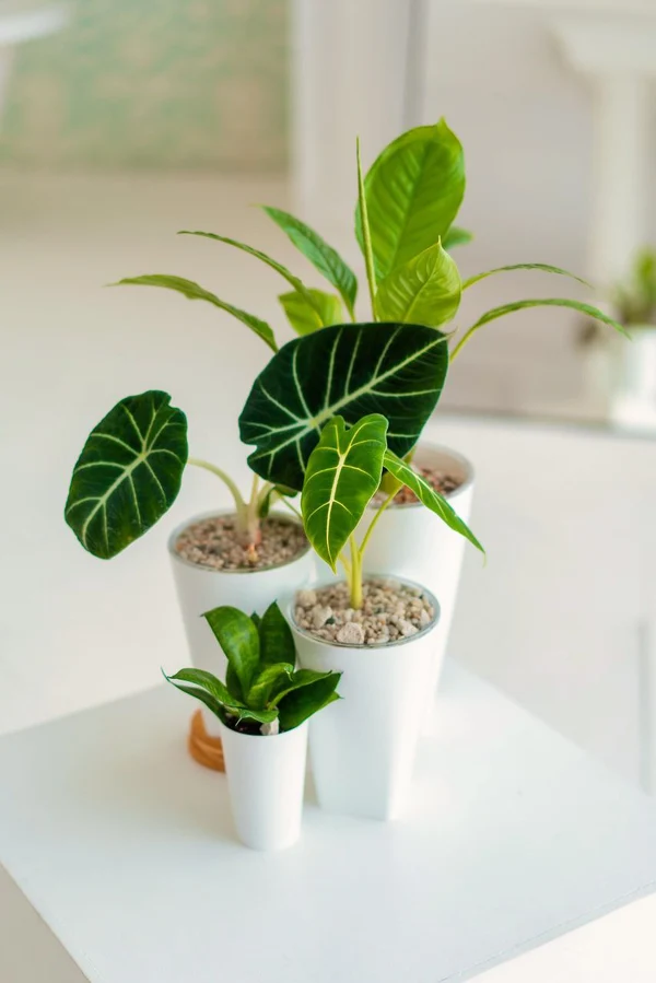 Озеленение помещений