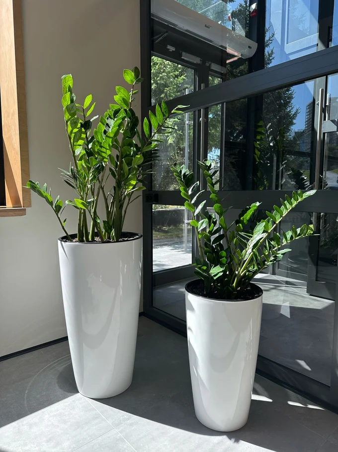 Озеленение помещений